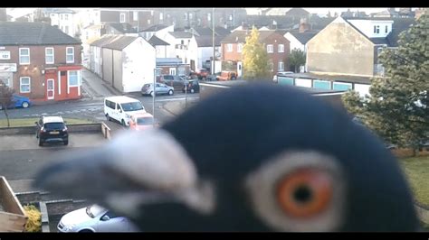 gt yarmouth live webcam|LIVE Great Yarmouth, Norfolk. Wild window birdcam & Weather